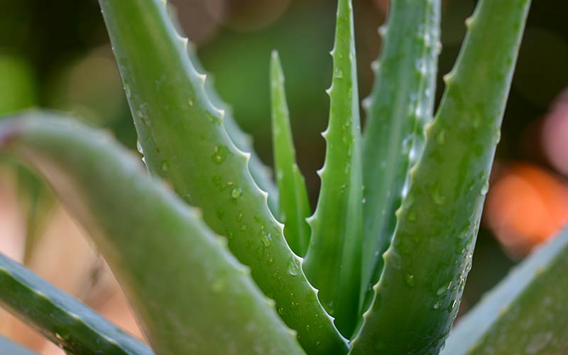 aloe